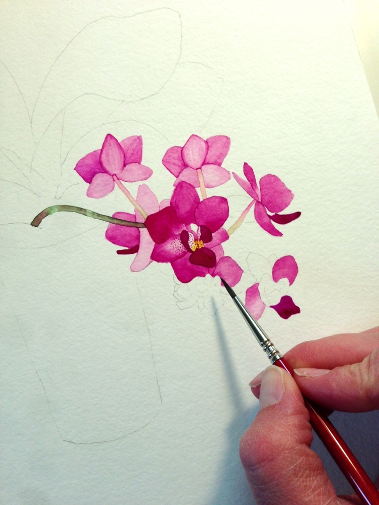 750x1000 Purple Orchid Watercolor Painting My Giant Strawberry