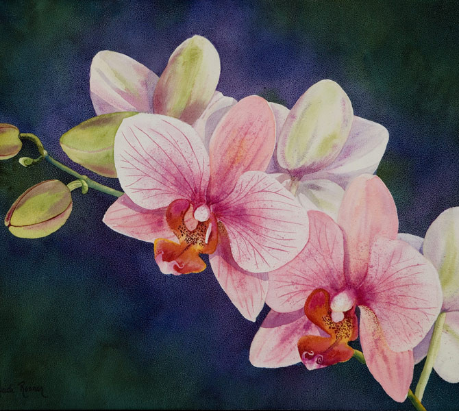 670x600 Rare Beauty Orchid Watercolor