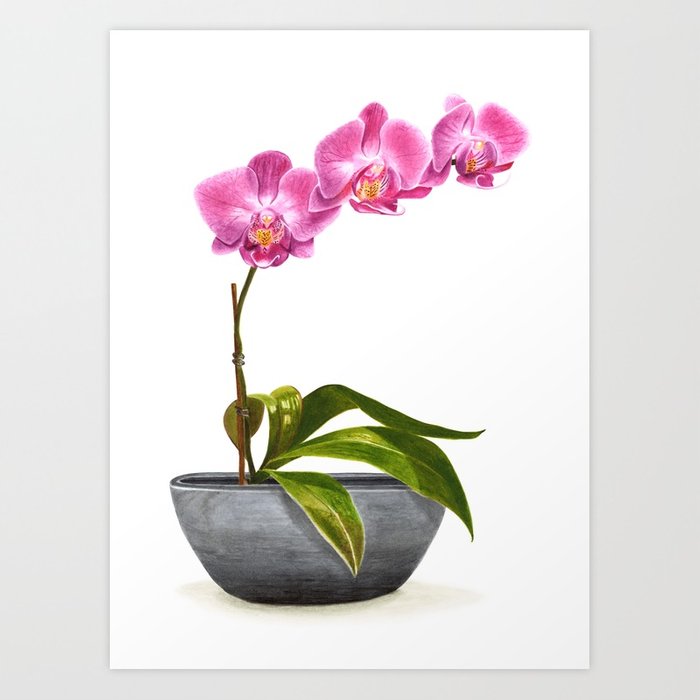 700x700 Watercolor Orchid Art Print By Sophiajcaldwell Society6