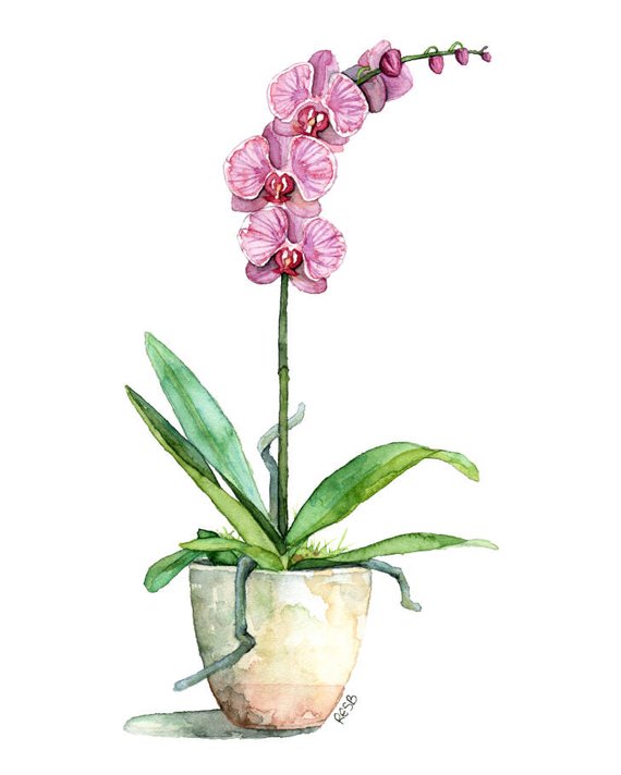 570x712 Watercolor Orchid Painting Print Titled Fuchsia Etsy