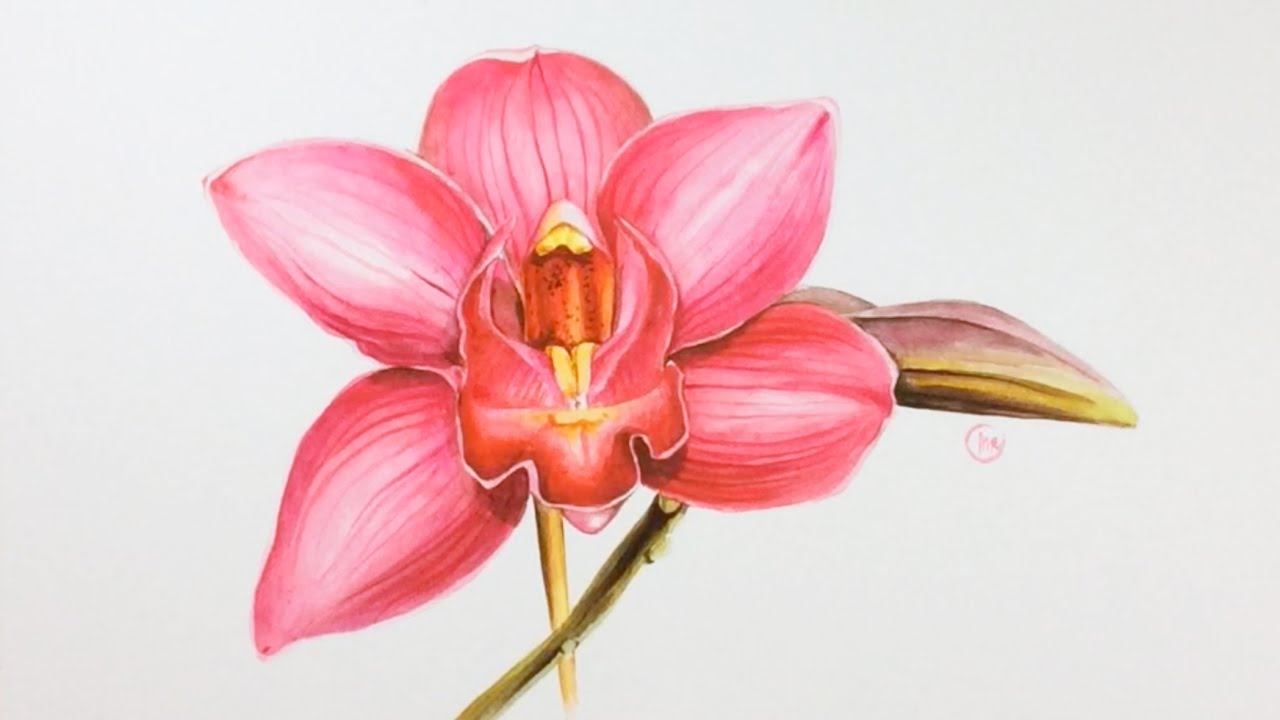 1280x720 Watercolor Pink Orchid Painting Demonstration