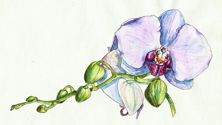 750x422 Watercolor Realistic Orchid Painting Step By Step Workshop Udemy
