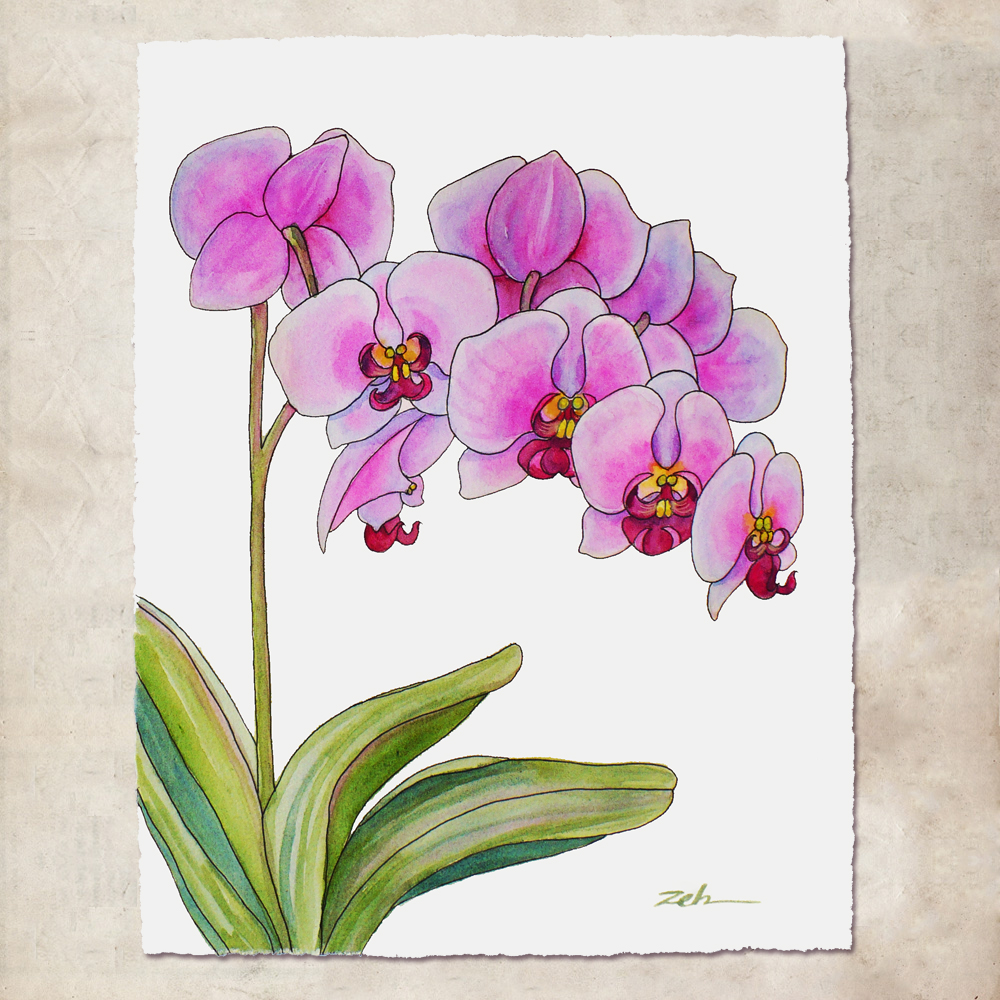 1000x1000 Janet Zeh Original Art Watercolor And Oil Paintings Orchid