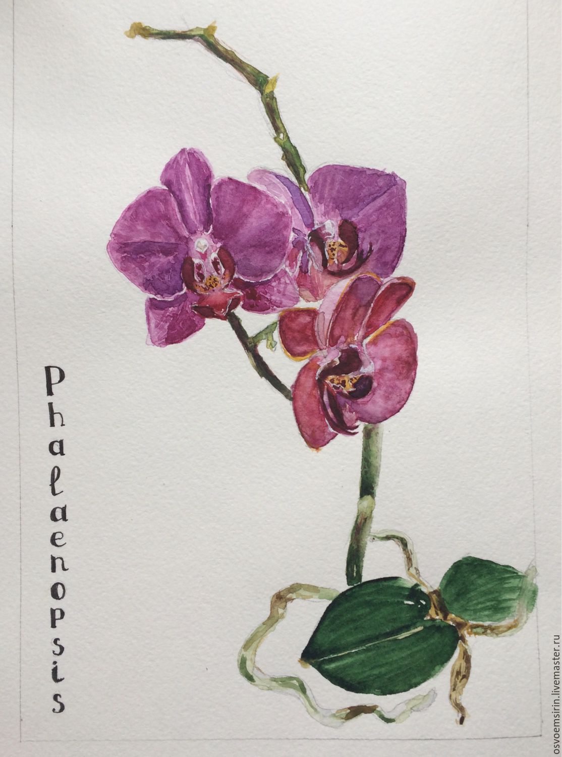 1114x1500 Orchid, Watercolor Shop Online On Livemaster With Shipping