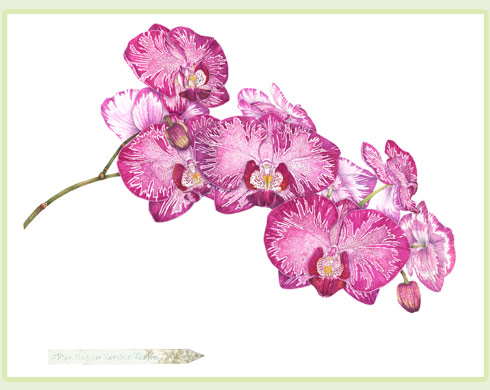 490x390 Botanical Artist P. A. Kessler Watercolors Gallery