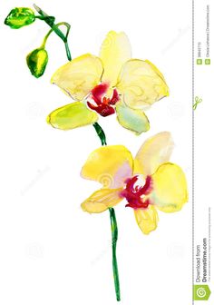 236x336 Orchid Watercolor Tattoo Orchid, Watercolor And Tattoo