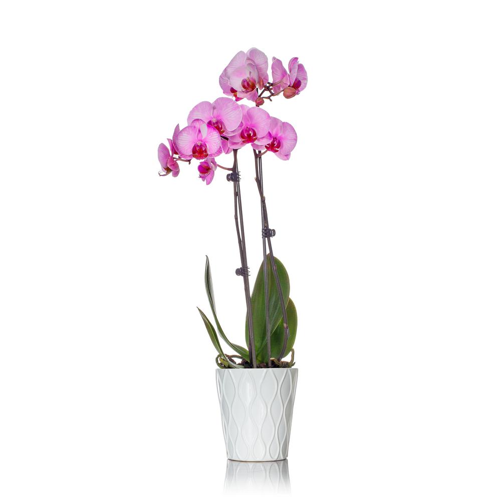 1000x1000 Classic Pink Watercolor Orchid In Ceramic Pot 406709