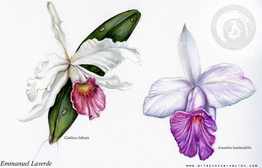 881x565 Sketching In Nature Orchid Watercolor
