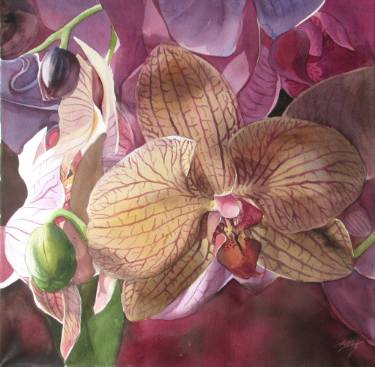 375x367 Pink Orchid Watercolor Painting By Alfred Ng Saatchi Art