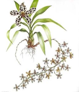 257x300 Grammatophyllum Orchid, Watercolor Painting By Dianne Coleman