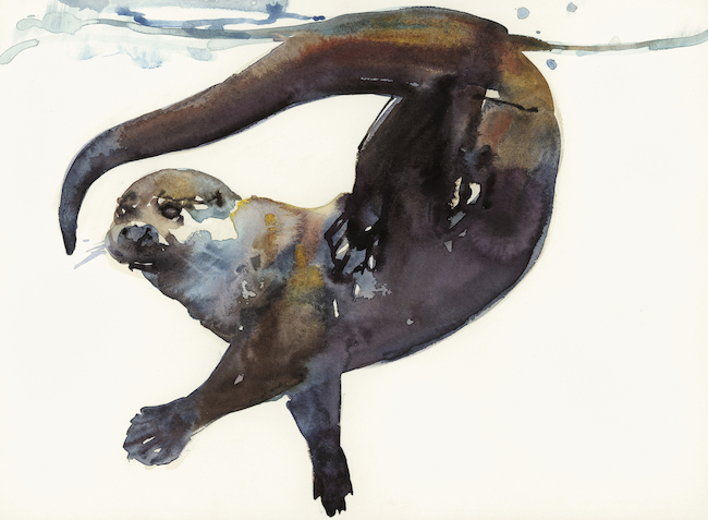 650x477 Otter Study Ii