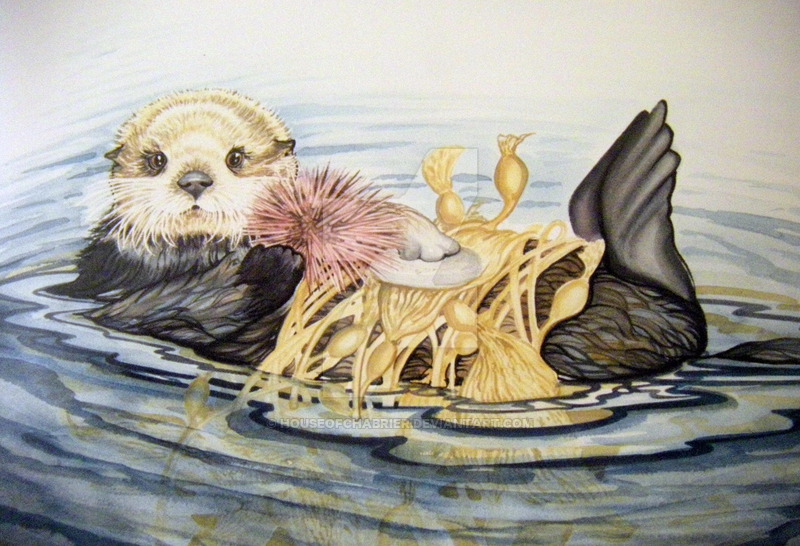 800x546 Sea Otter Watercolor By Houseofchabrier