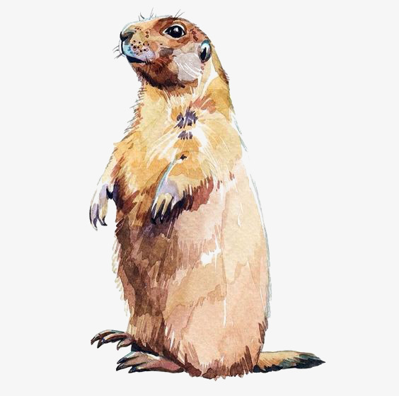 564x560 Watercolor Otter, Watercolor Clipart, Hand Painted Otter, Small