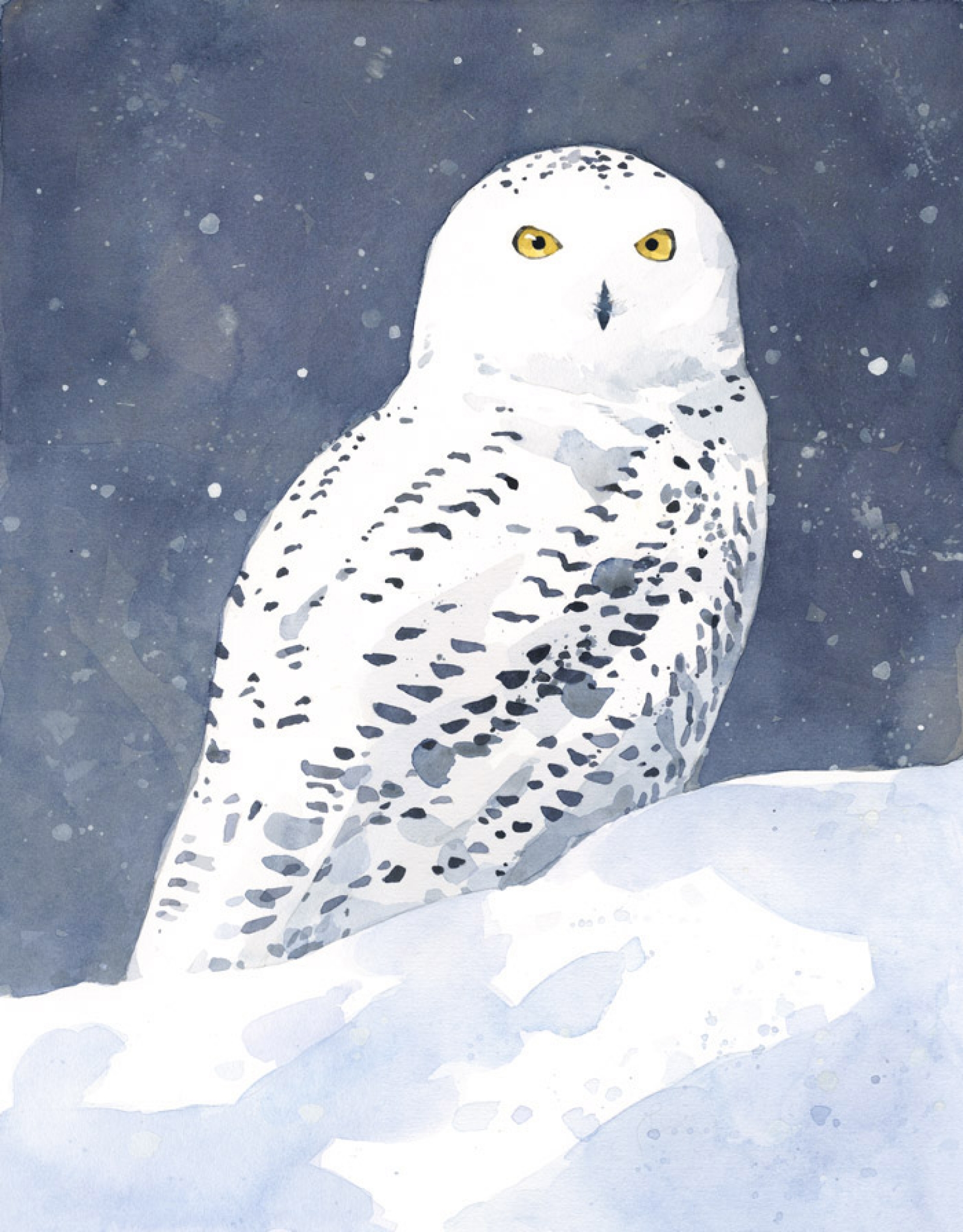 1600x2048 Snowy Owl Watercolor Art Print 11x14 David Scheirer Watercolors