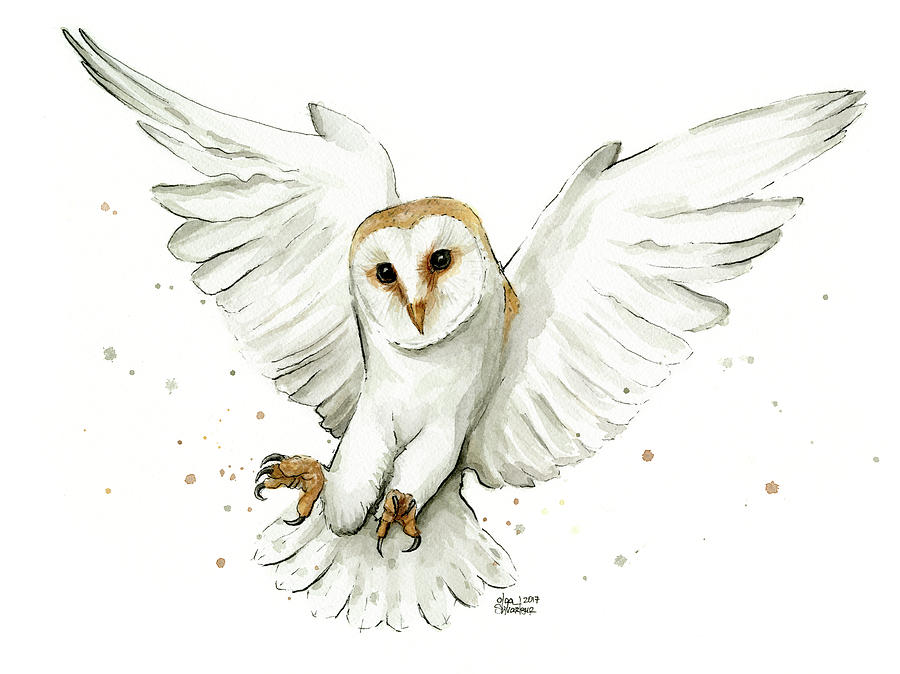 900x674 Barn Owl Flying Watercolor Painting By Olga Shvartsur