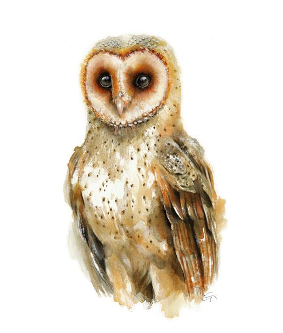 570x670 Barn Owl Watercolor Archival Print Mira Guerquin Watercolors