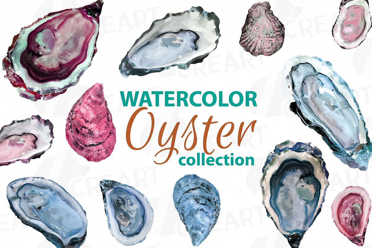 1200x800 Oyster Watercolor Clip Art Pack, Tropical Collection. Png, Jpg