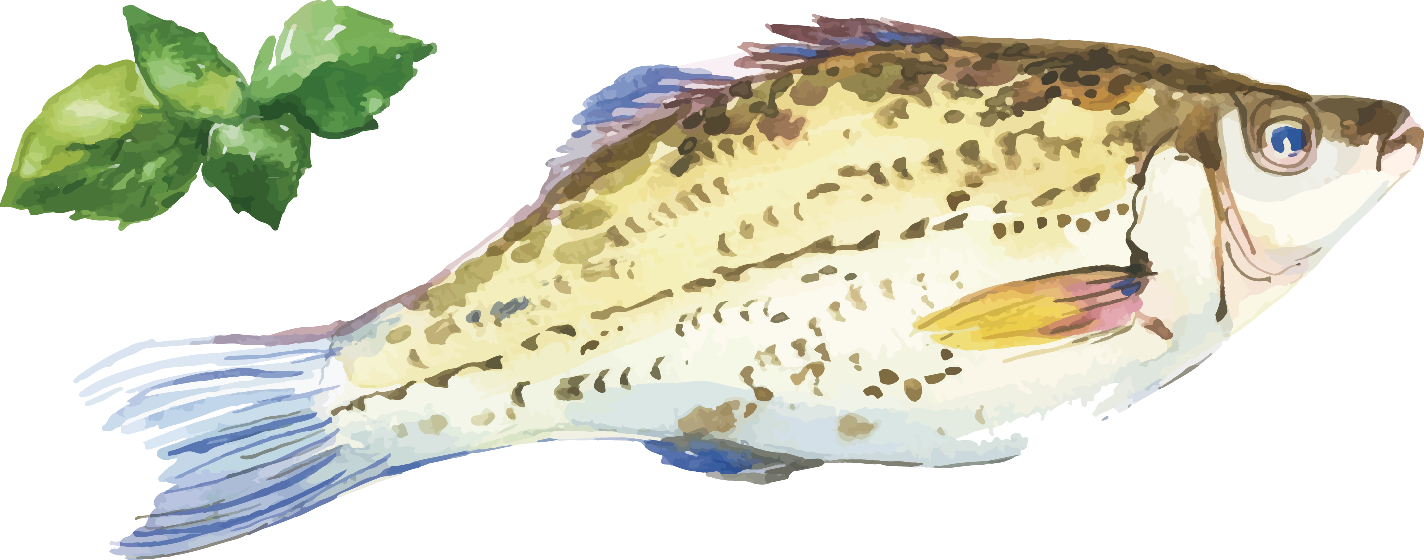2882x1133 Oyster Fish Watercolor Painting Seafood