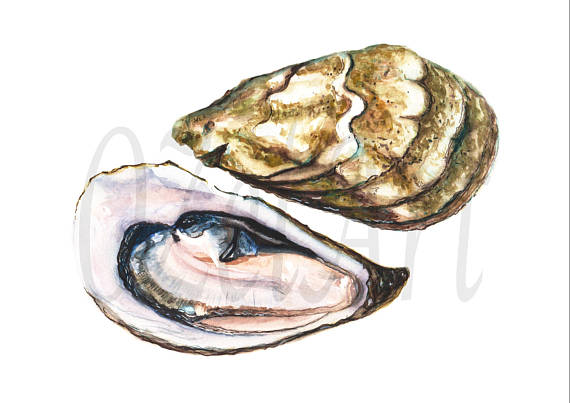 570x403 Oyster Watercolor Painting Digital Download Art Still Life