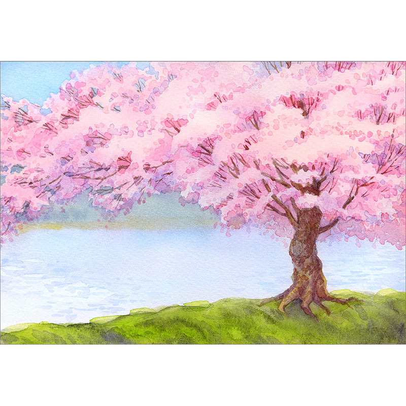 800x800 Funnytree Photography Background Pink Sakura Blossoms Tree Spring