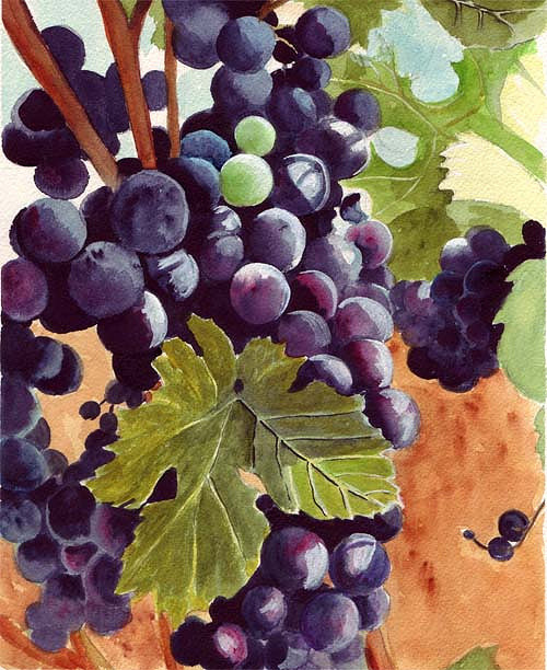500x612 Grapes Watercolor Painting 9 X 12 Inches