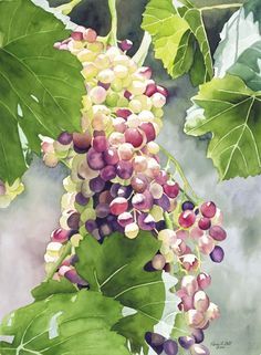 236x321 Karen L. Bell Gallery Glimmering Grapes Watercolor Painting