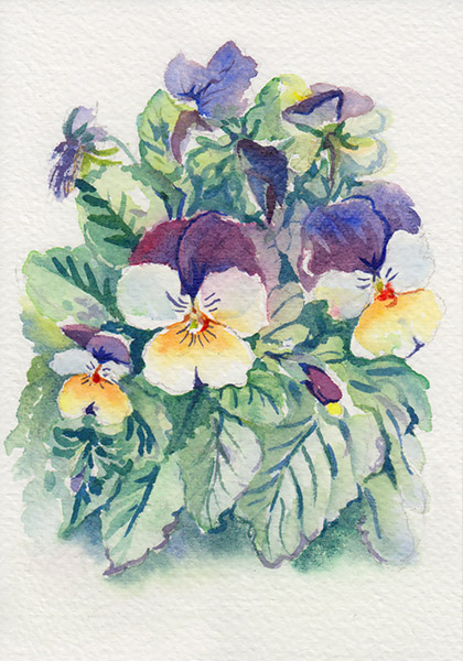 420x600 Pansy Step, Skip, Pause