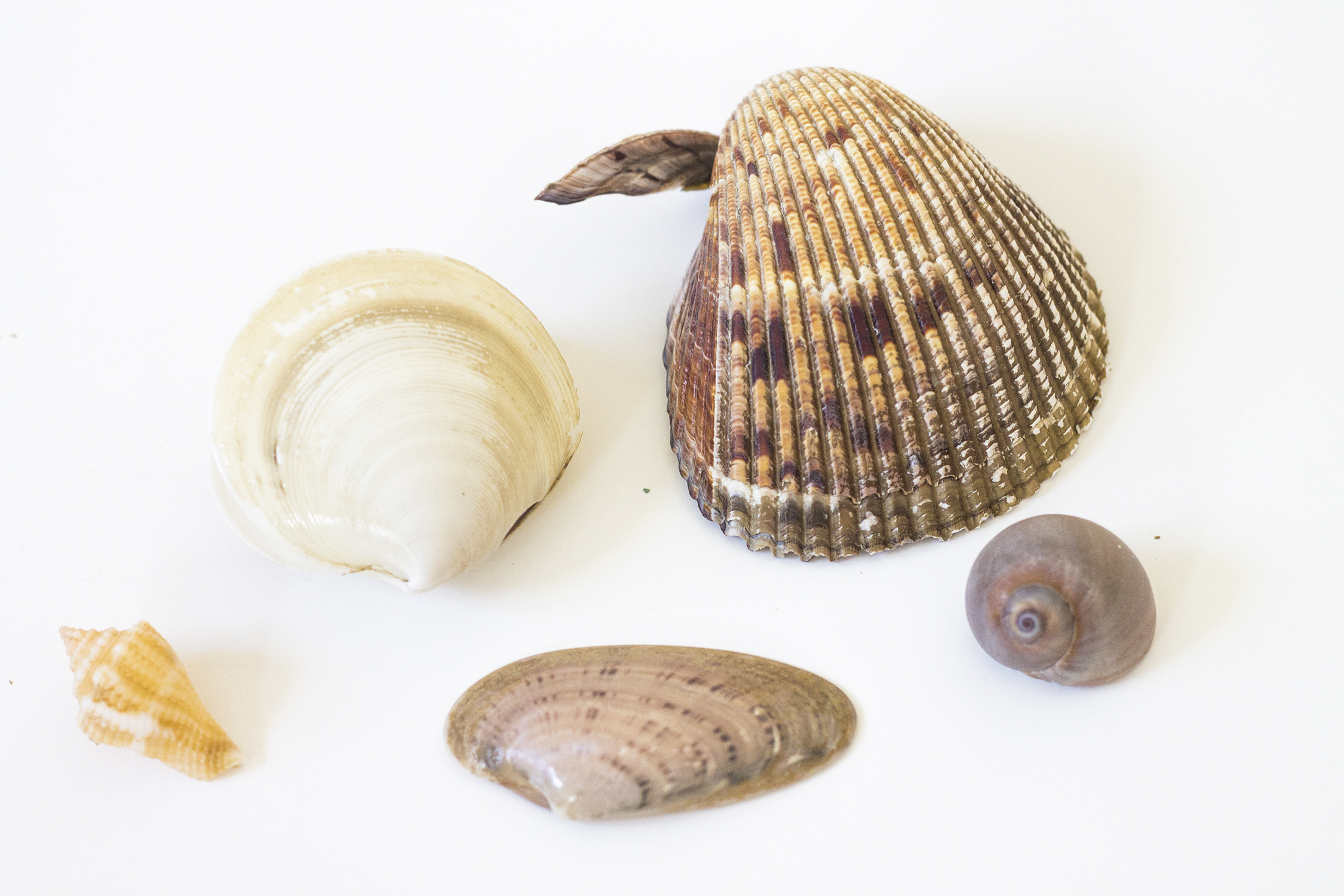 2250x1500 How To Paint Seashells In Watercolor 3 Painting Tutorials