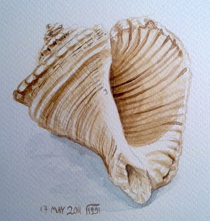 426x448 Seashell Watercolor Painting Zeinab1361art
