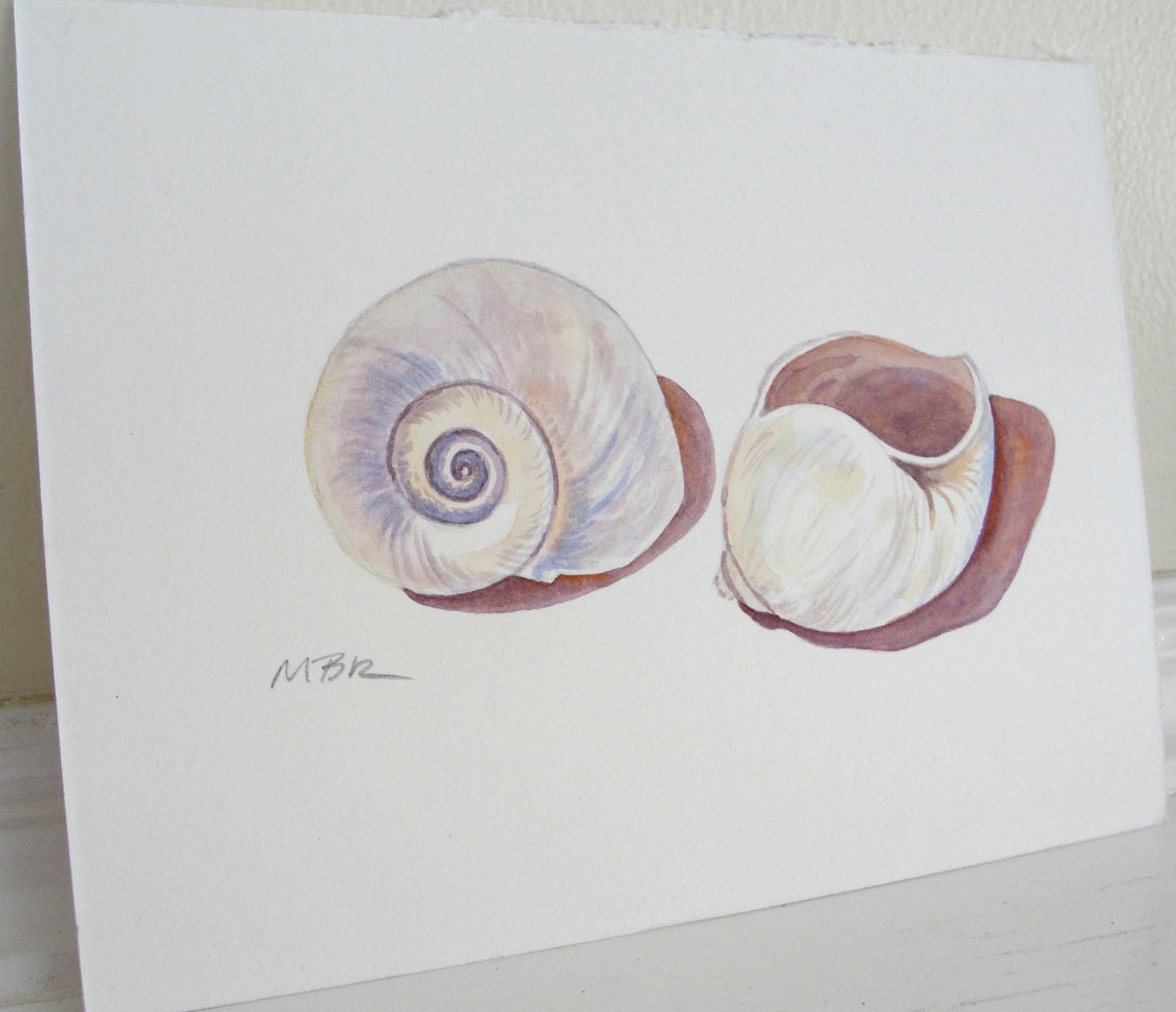 1600x1377 Sketching In Nature Watercolor Seashells