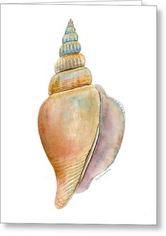 236x335 434 Best Watercolor Shells And Sea Stuff Images In 2018