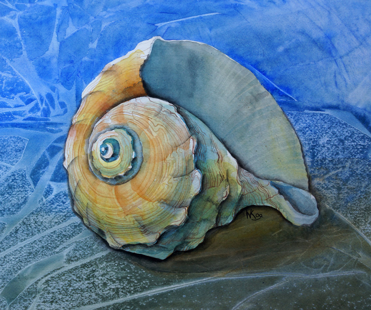 1200x1003 Seashell (Natalia Khromykh)