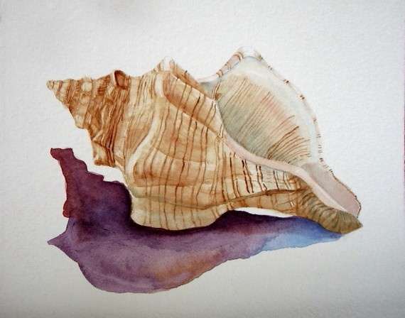 570x448 Watercolor Painting Conch Seashell Shell Art For Anything 81511