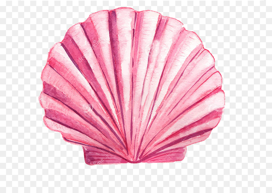900x640 Drawing Seashell Watercolor Painting