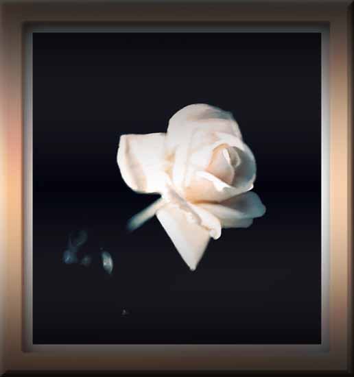 516x550 Painting White Rose