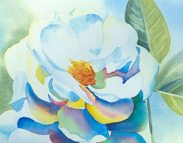 640x500 Painting A White Rose Flower In Watercolor