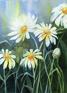 217x300 Daisy Watercolor Paintings Fine Art America