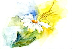 256x173 Watercolor Painting Amp Drawing Watercolor Daisy