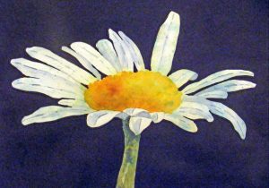 300x210 Watercolor Paintings Of Daisies