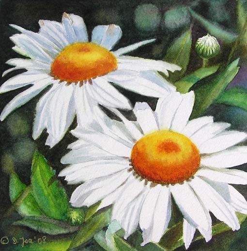 510x519 White Daisies