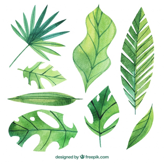 626x626 Set Of Watercolor Palm Leaves Vector Free Download