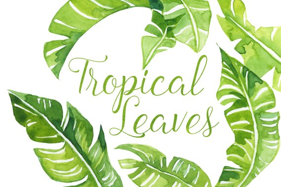 570x380 Watercolor Tropical Palm Leaves Clip Art Tropics Clipart Etsy