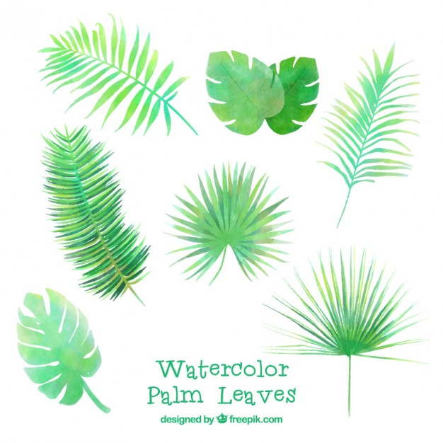 626x626 Watercolor Several Palm Leaves Vector Free Download