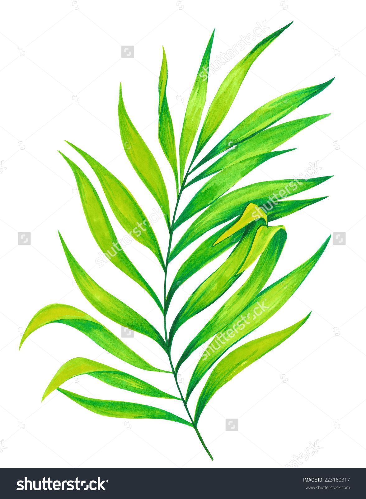 1176x1600 Single Palm Leaf. Watercolor Illustration. Botanical