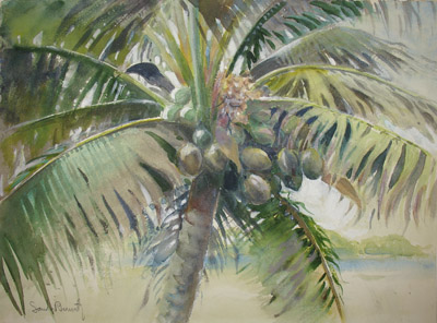 400x296 Fine Art, Sandor Bernath, Tropical, Coconut Palm, Watercolor