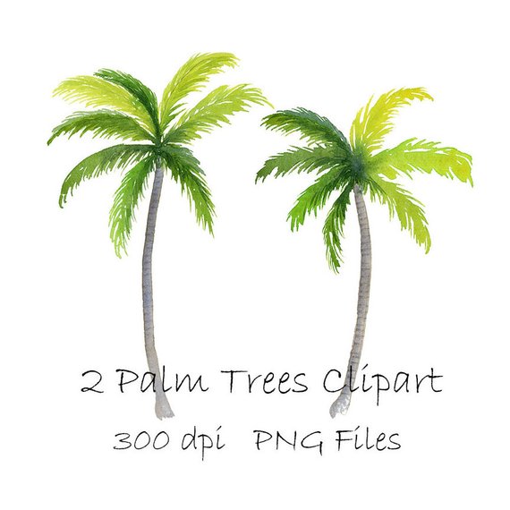 570x570 Watercolor Palm Tree Clipart Tropical Png Instant Download Etsy