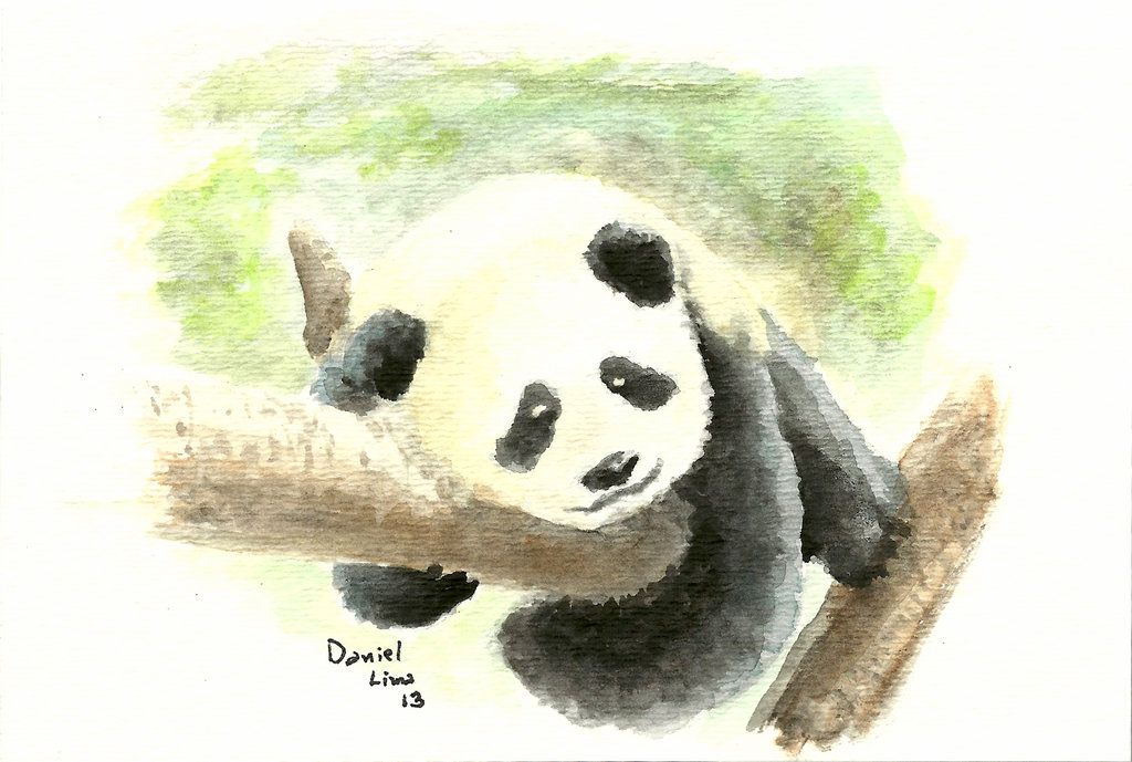 1024x689 Watercolor Panda By Lobolouco Panda Panda And