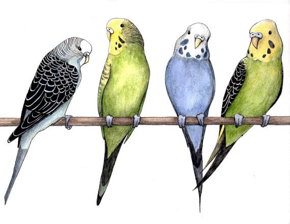 570x440 Colorful Budgie Parakeet Bird Drawing Ink Amp Watercolor Print On