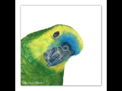480x360 How To Paint A Parrot In Watercolor