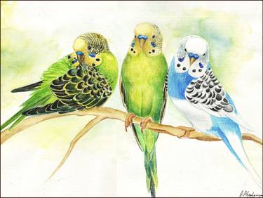 375x282 Original Aquarell Bild Vogel Papageien Wellensittiche Watercolour